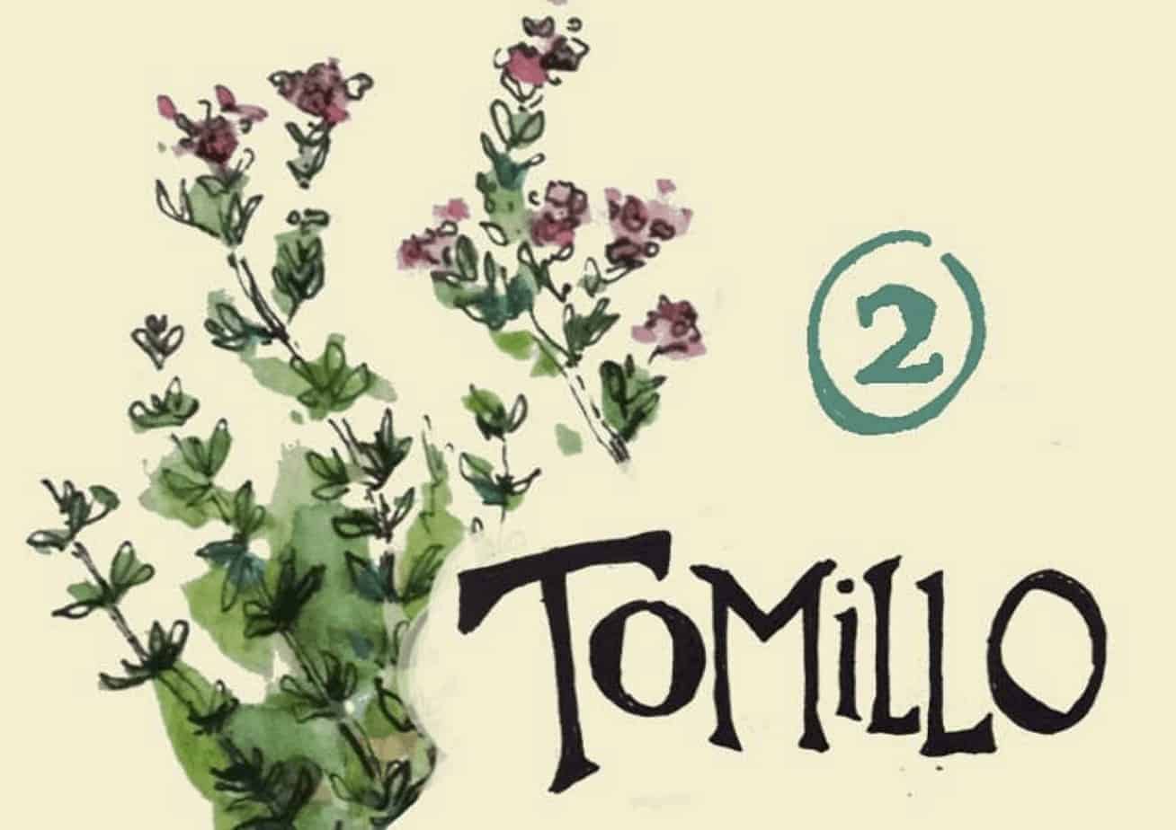 Ilustración de tomillo con flores y hojas verdes.
