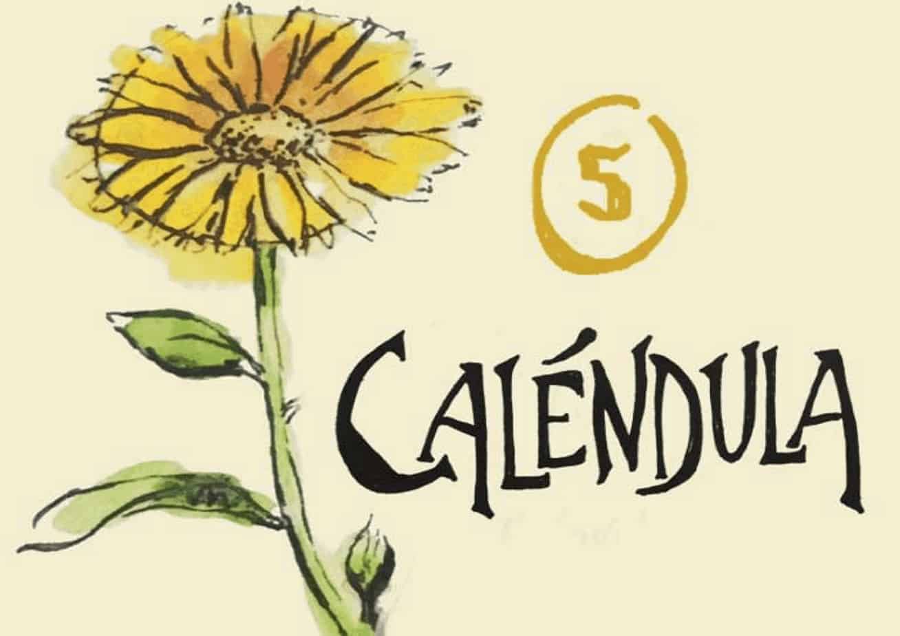 Ilustración de una flor de caléndula amarilla con hojas verdes.