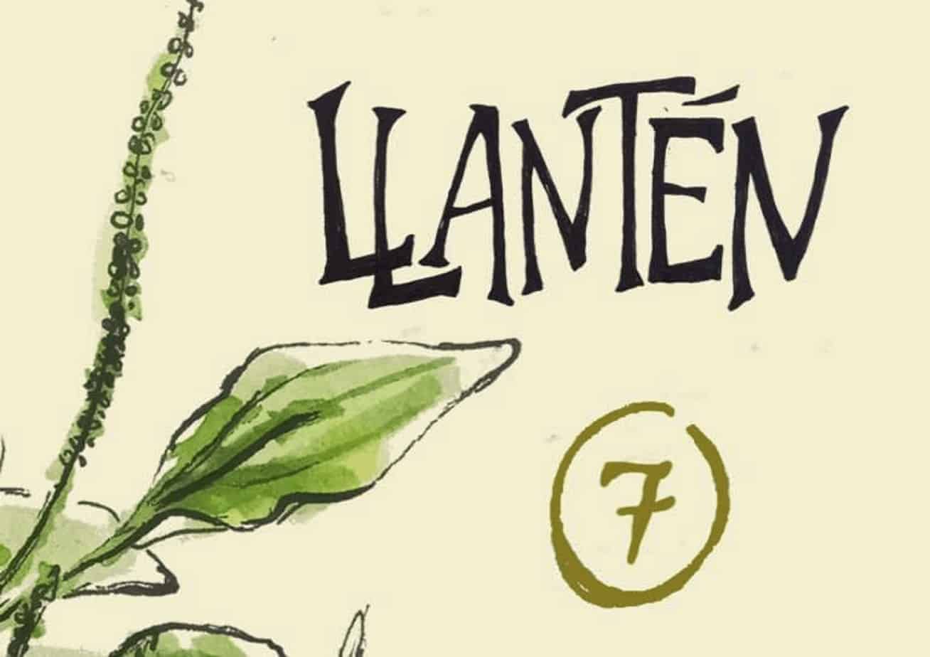 Ilustración de planta de llantén, hierba medicinal para salud natural.