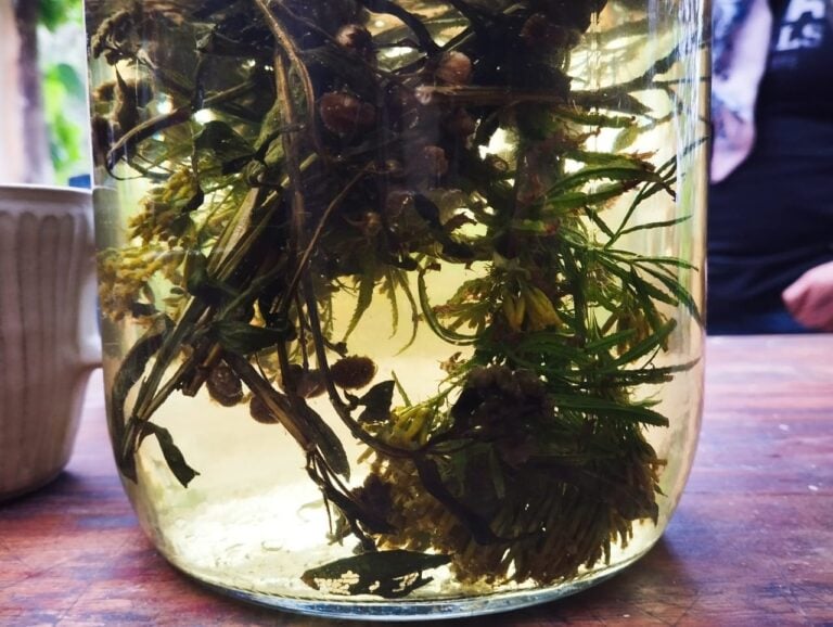 Infusión de hierbas y plantas medicinales en frasco de vidrio.