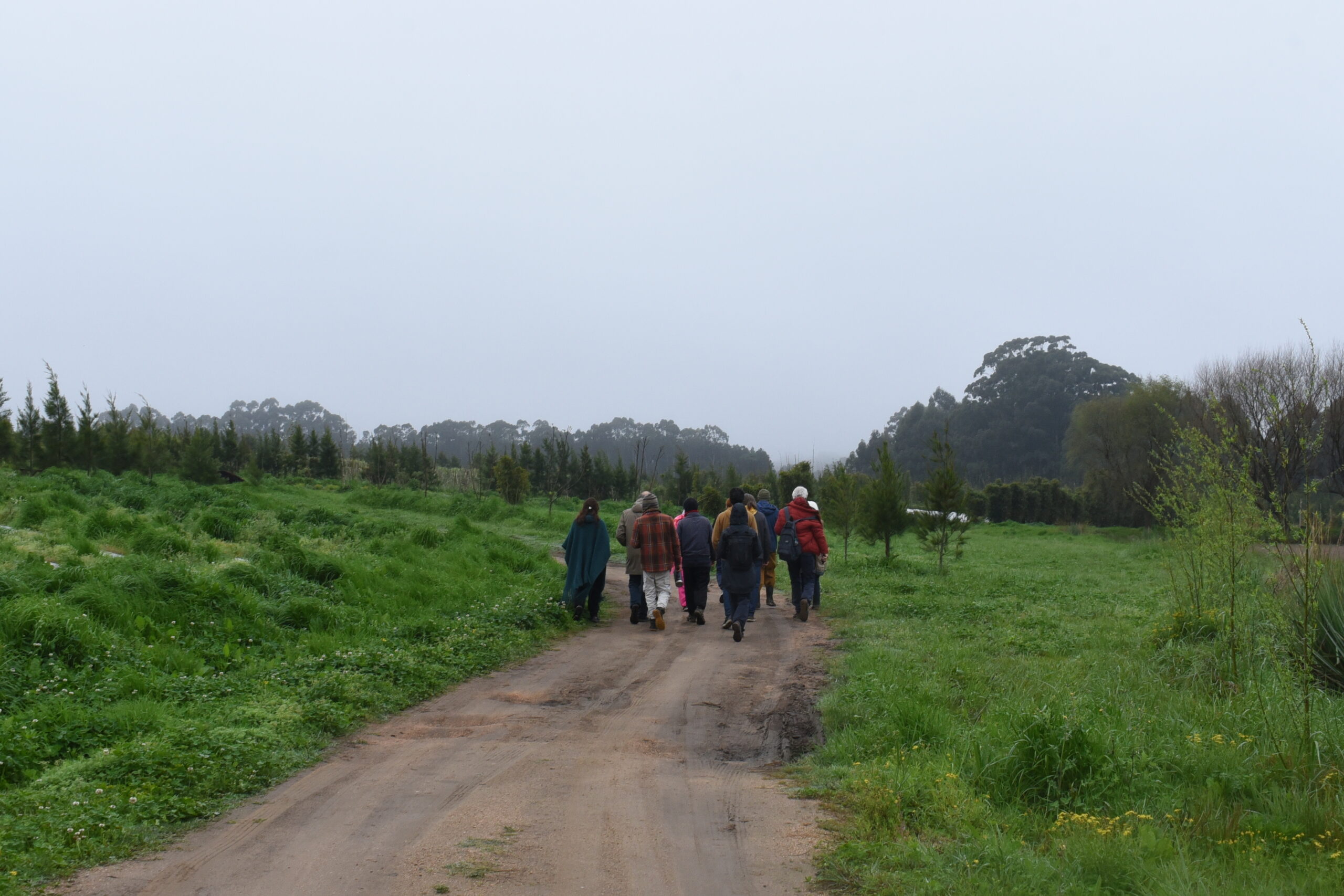 Camino rural en retiro de alimentación en Uruguay, con grupo de personas caminando en un entorno nat.