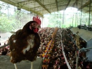Producción avícola - gallinas