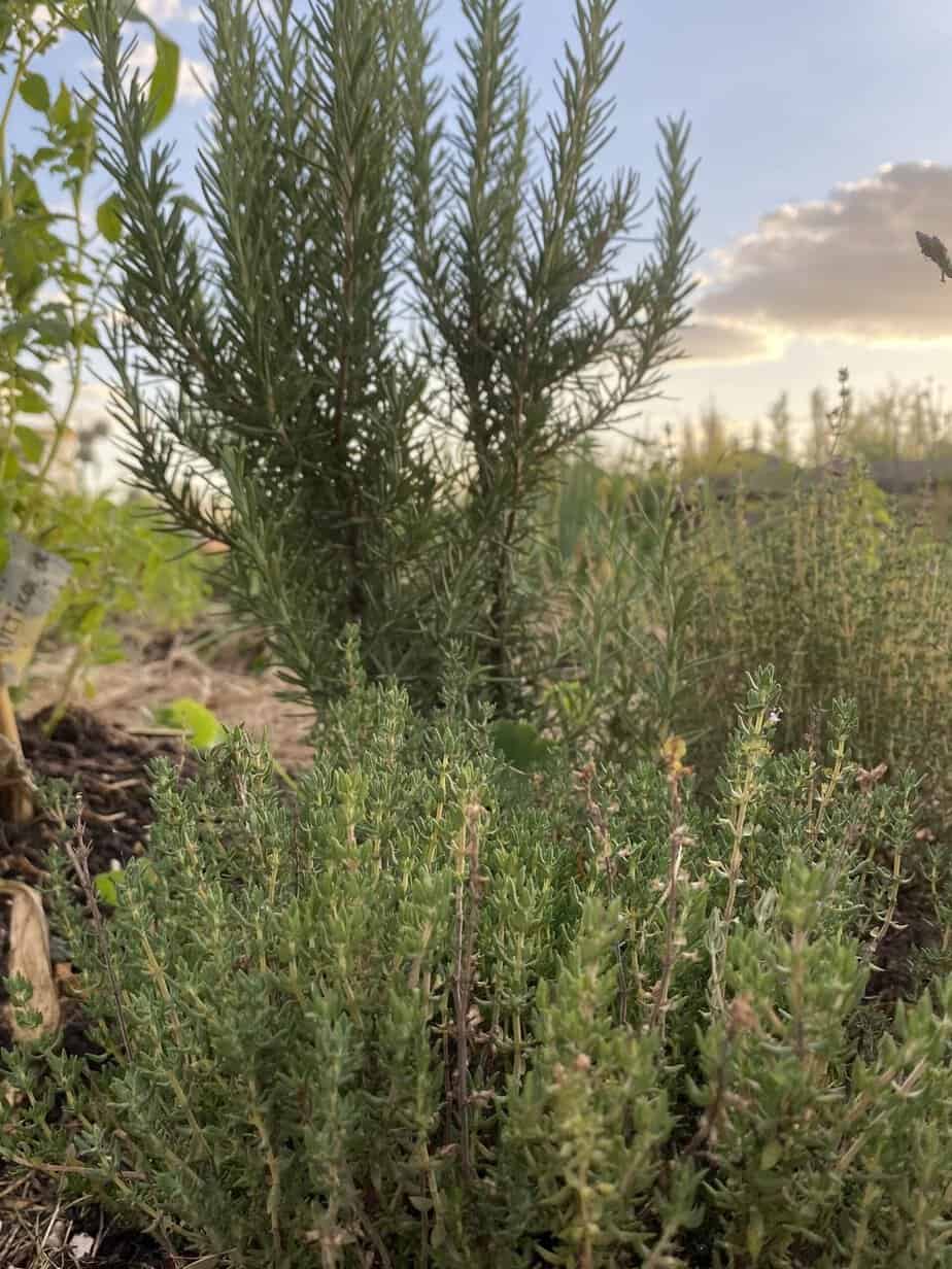 Hierba aromática mediterránea, ideal para cocinar y promover conciencia alimentaria saludable.