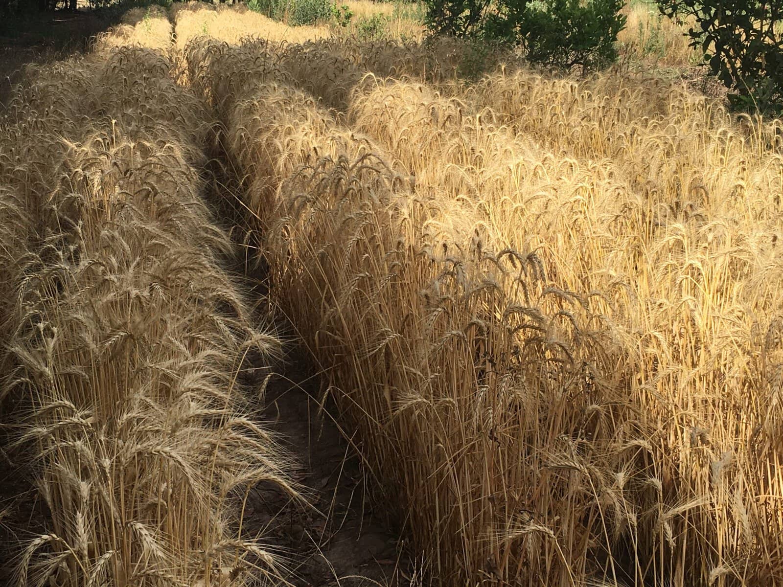 Trigo maduro listo para la cosecha, alimento saludable y consciente, cultivo natural y sostenible.