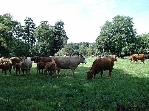 Vacas pastando 1