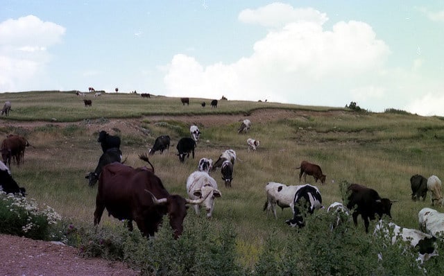 Vacas pastando 2